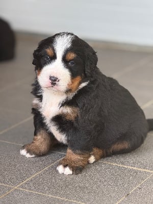 Les chiots de Bouvier Bernois