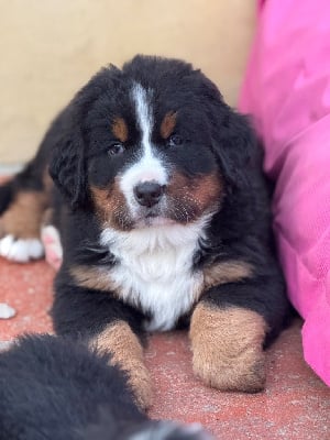 Les chiots de Bouvier Bernois