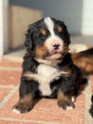 Les chiots de Bouvier Bernois