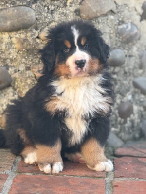 Les chiots de Bouvier Bernois