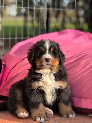 Les chiots de Bouvier Bernois