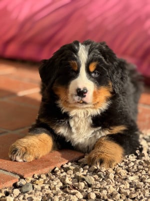 Les chiots de Bouvier Bernois
