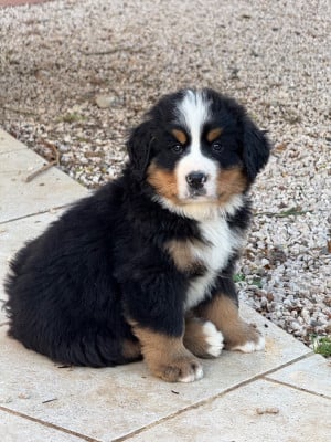 Les chiots de Bouvier Bernois