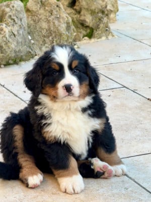 Les chiots de Bouvier Bernois