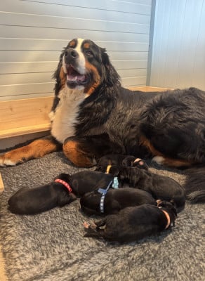 Les chiots de Bouvier Bernois