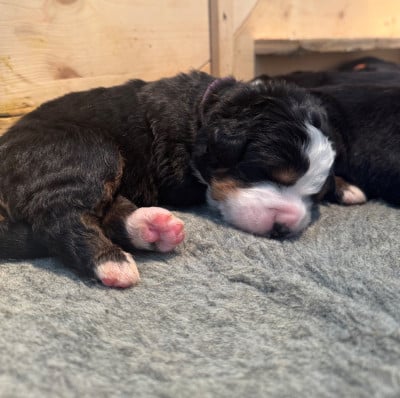 Les chiots de Bouvier Bernois