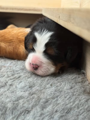 Les chiots de Bouvier Bernois