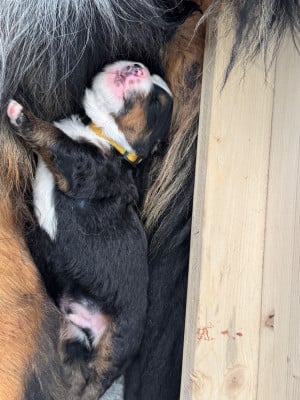 Les chiots de Bouvier Bernois