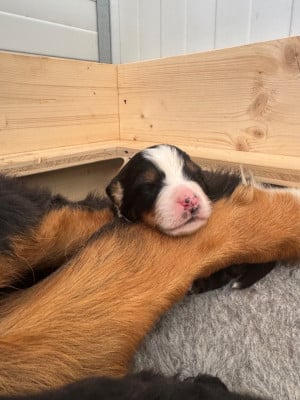 Les chiots de Bouvier Bernois