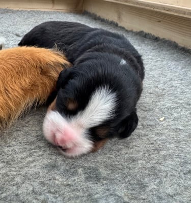 Les chiots de Bouvier Bernois