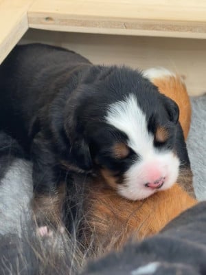 Les chiots de Bouvier Bernois