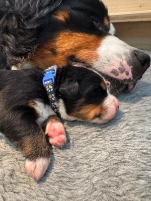 Les chiots de Bouvier Bernois