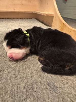 Les chiots de Bouvier Bernois