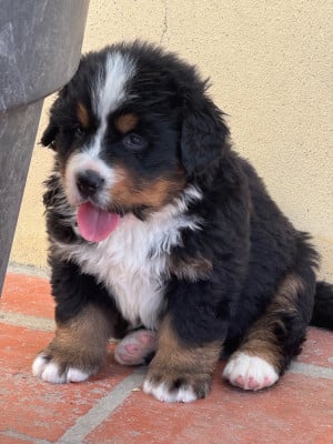 Les chiots de Bouvier Bernois