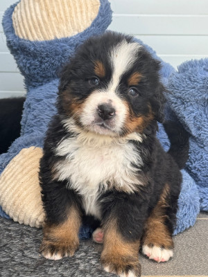 Les chiots de Bouvier Bernois