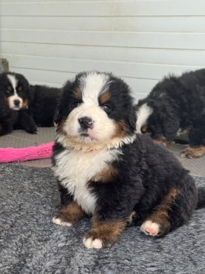 Les chiots de Bouvier Bernois