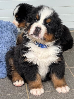 Les chiots de Bouvier Bernois