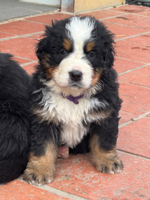 Les chiots de Bouvier Bernois