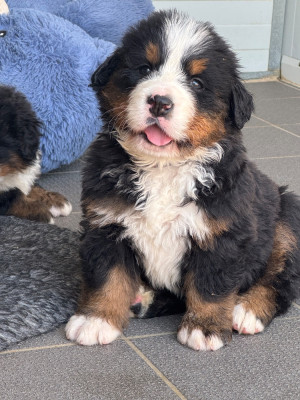 Les chiots de Bouvier Bernois