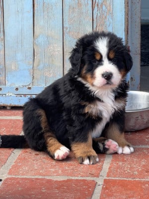 Les chiots de Bouvier Bernois