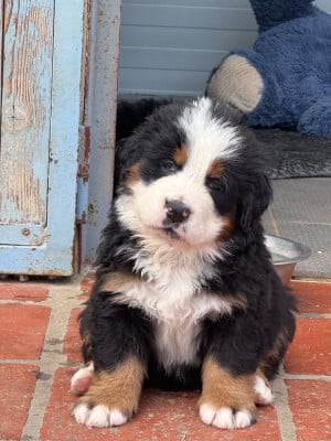 Les chiots de Bouvier Bernois