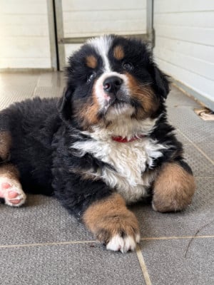 Les chiots de Bouvier Bernois
