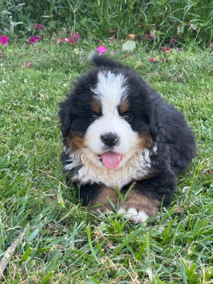 Les chiots de Bouvier Bernois
