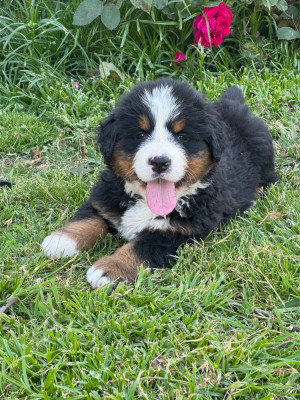 Les chiots de Bouvier Bernois