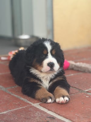 Les chiots de Bouvier Bernois
