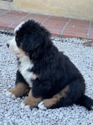 Les chiots de Bouvier Bernois
