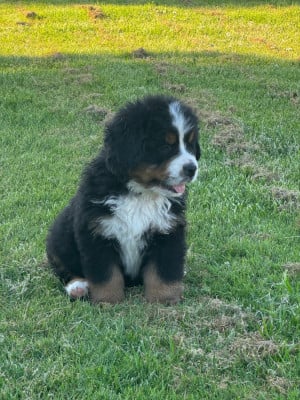 Les chiots de Bouvier Bernois