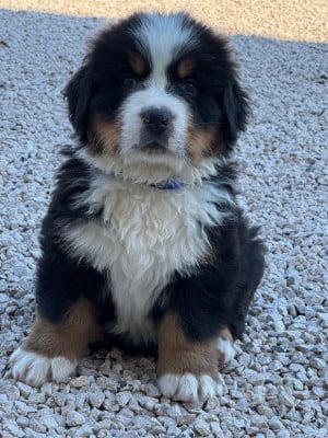 Les chiots de Bouvier Bernois