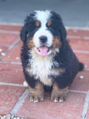 Les chiots de Bouvier Bernois