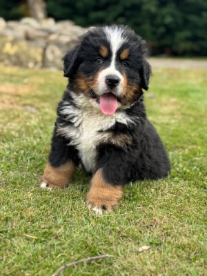 Les chiots de Bouvier Bernois