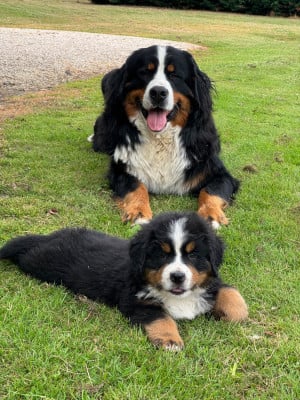 Les chiots de Bouvier Bernois