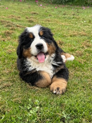 Les chiots de Bouvier Bernois
