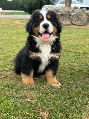 Les chiots de Bouvier Bernois