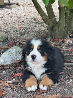 Les chiots de Bouvier Bernois