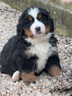 Les chiots de Bouvier Bernois