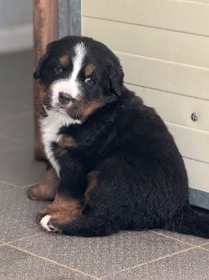 Les chiots de Bouvier Bernois