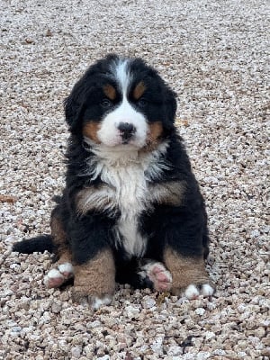 Les chiots de Bouvier Bernois