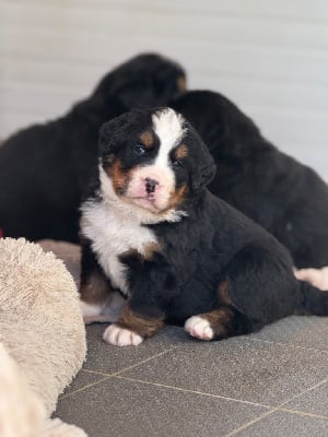 Les chiots de Bouvier Bernois
