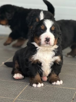 Les chiots de Bouvier Bernois