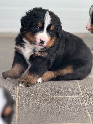 Les chiots de Bouvier Bernois