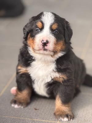 Les chiots de Bouvier Bernois