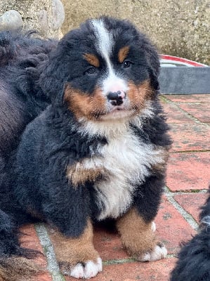 Les chiots de Bouvier Bernois