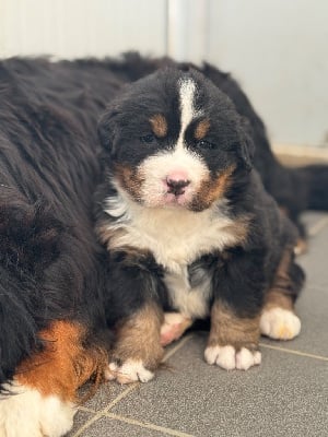 Les chiots de Bouvier Bernois