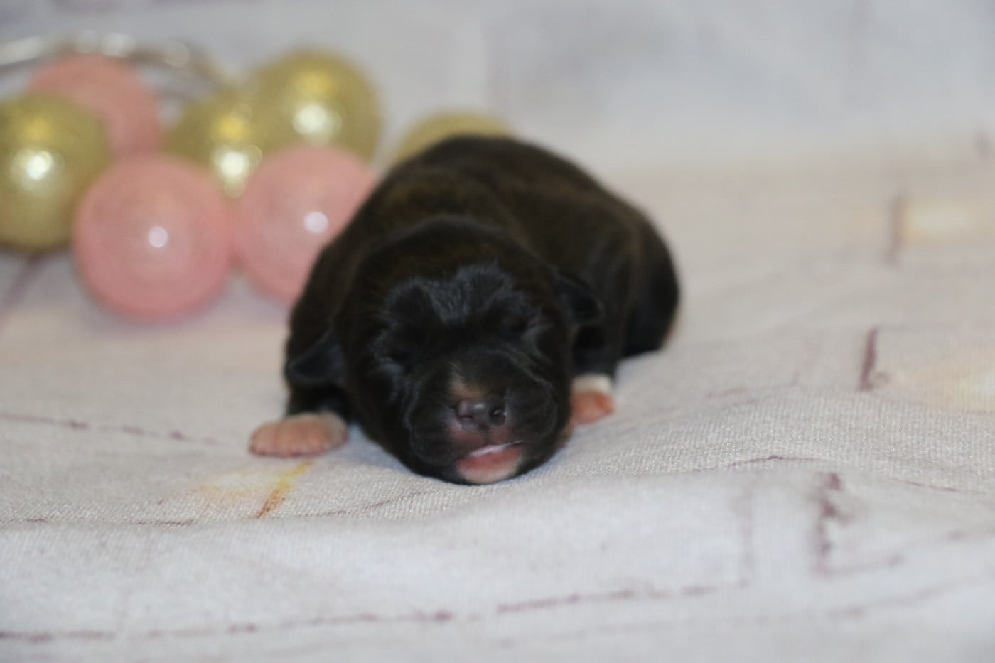 noir full - American Staffordshire Terrier