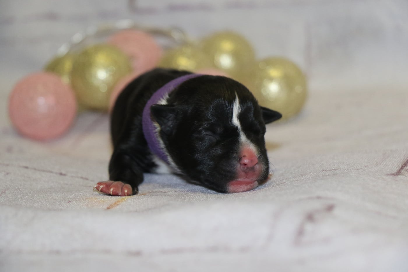 collier mauve - American Staffordshire Terrier