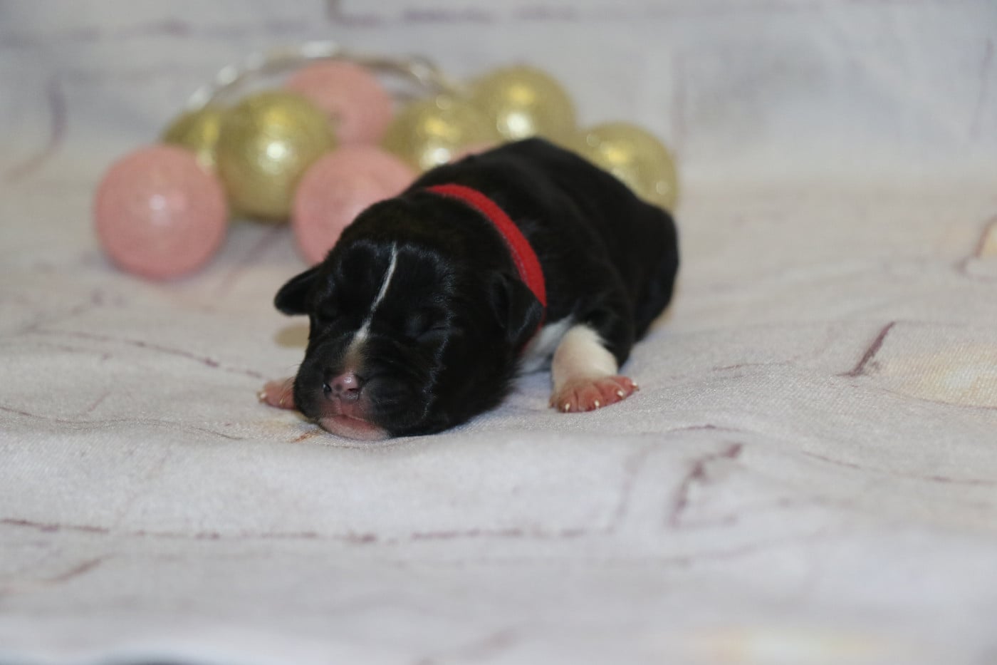 collier rouge - American Staffordshire Terrier